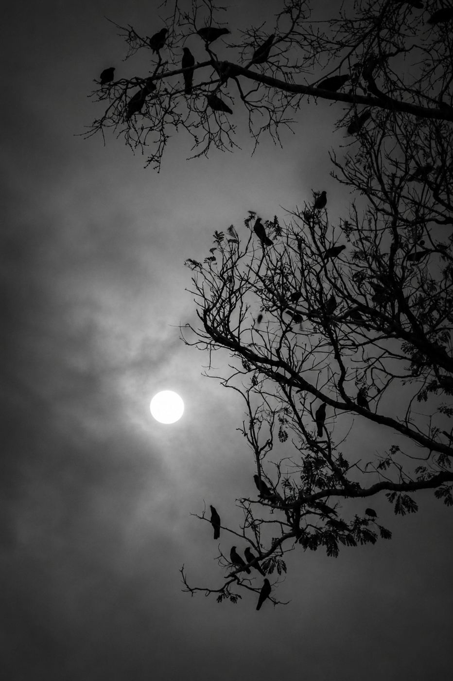 Moon behind a crow-filled tree, black and white