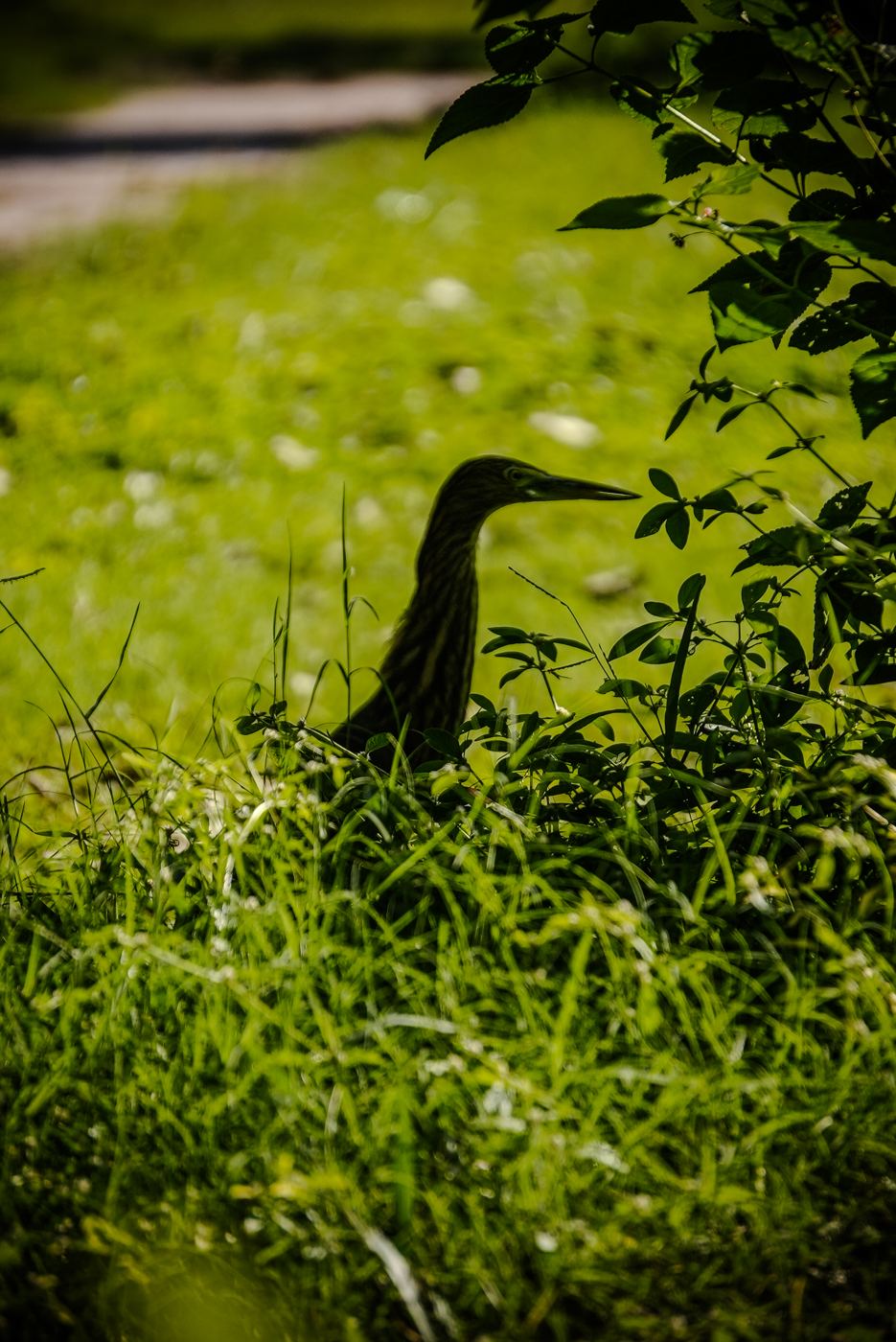 Pond heron in tall grass