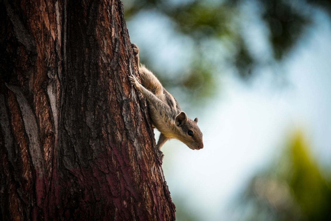 Palm squirrel descending a tree