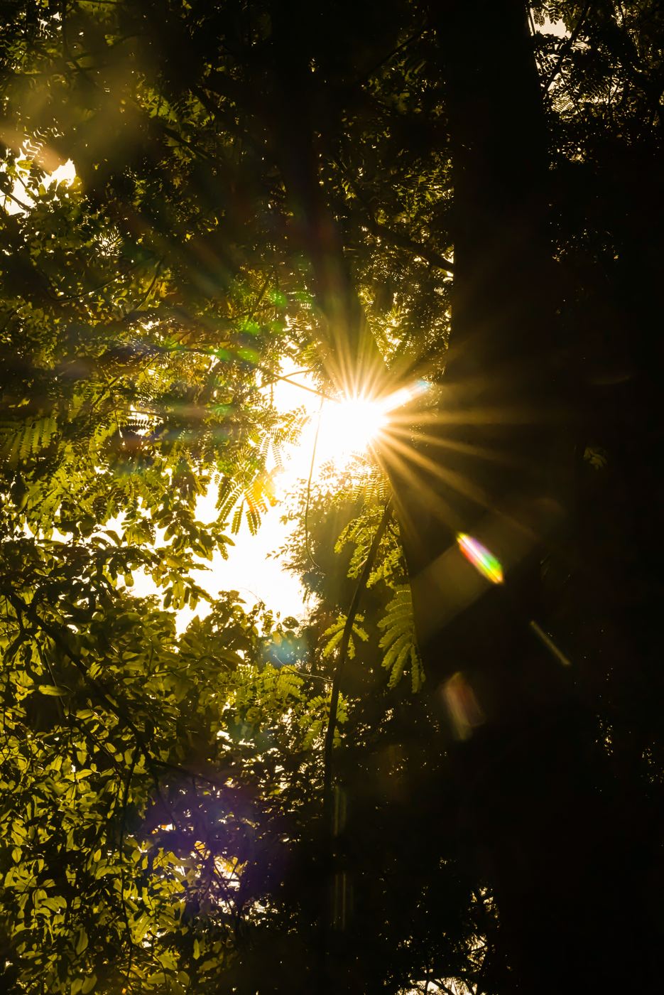 Sunburst through forest canopy