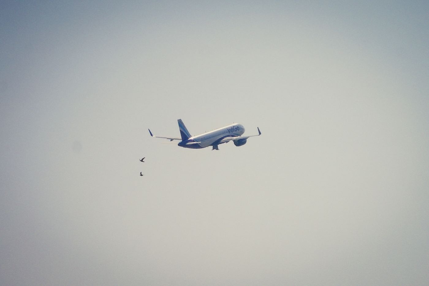 Airliner climbing with two birds alongside