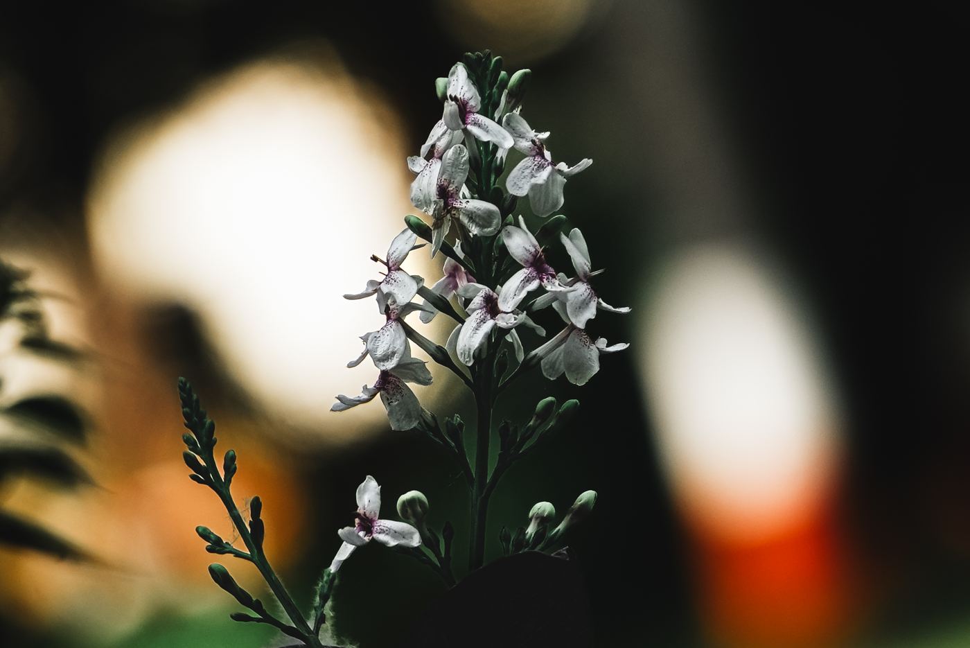 Wildflowers macro against bokeh